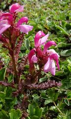 Pedicularis nordmanniana