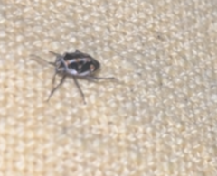 Dermestidae