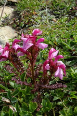 Pedicularis nordmanniana