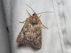 Protorthodes