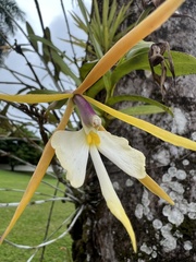 Epidendrum