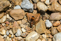 Dasymutilla quadriguttata