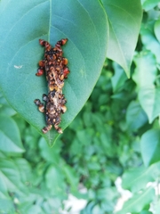 Phobetron hipparchia