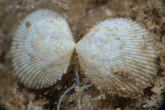 Cardiidae