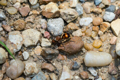 Dasymutilla quadriguttata