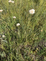 Eriophorum virginicum