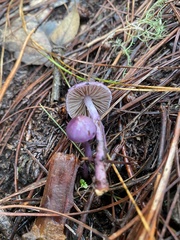 Inocybe lilacina