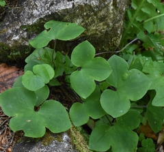 Hepatica nobilis