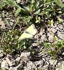 Colias philodice