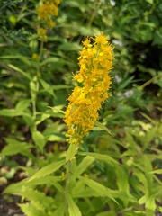 Solidago arguta