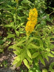 Solidago arguta