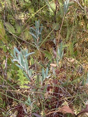 Andromeda polifolia glaucophylla
