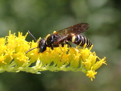 Philanthus solivagus