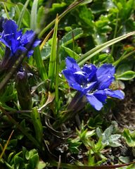 Gentiana dshimilensis