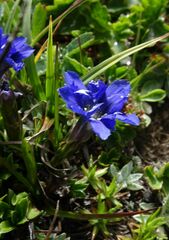 Gentiana dshimilensis