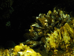 Pollicipes polymerus