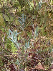 Andromeda polifolia glaucophylla