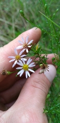 Symphyotrichum dumosum