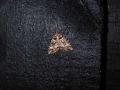 Pseudocoremia productata