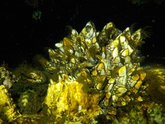 Pollicipes polymerus