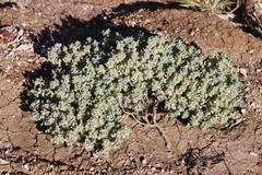 Atriplex spongiosa