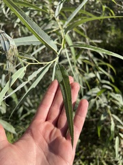 Salix caroliniana