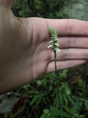 Spiranthes ovalis