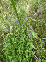 Gentiana sceptrum