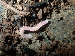 Gosodesmus claremontus