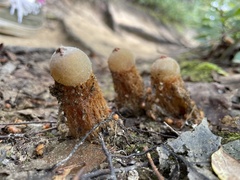 Calostoma cinnabarinum