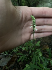 Spiranthes ovalis