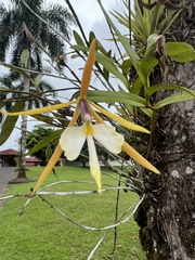 Epidendrum