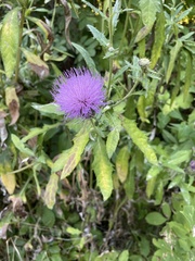 Cirsium altissimum