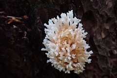 Ramariopsis kunzei