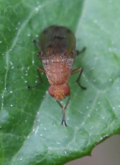 Heleomyzidae