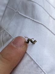 Nematocampa resistaria