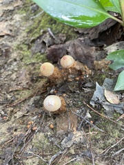 Calostoma cinnabarinum