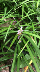 Liriope muscari