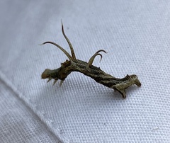 Nematocampa resistaria
