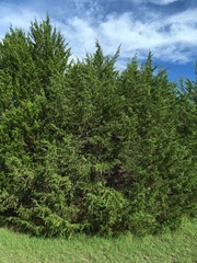 Juniperus