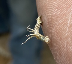 Nematocampa resistaria
