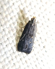 Dichomeris juncidella