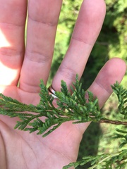 Juniperus