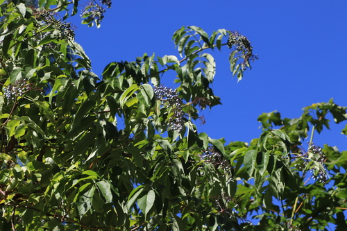 Sambucus cerulea
