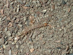 Lithobiomorpha