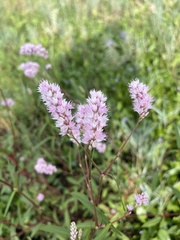 Persicaria bicornis