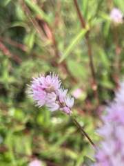 Persicaria bicornis