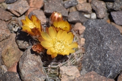 Eriosyce strausiana strausiana