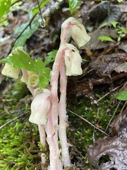 Monotropa uniflora