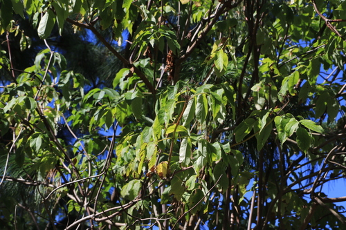 Sambucus cerulea